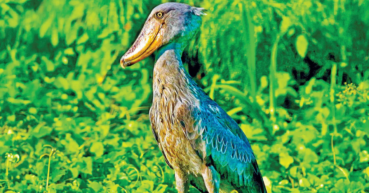 জুতার মতো বিশাল ঠোঁট, রহস্যে ঘেরা আফ্রিকার বিরল পাখি ‘শুবিল’
